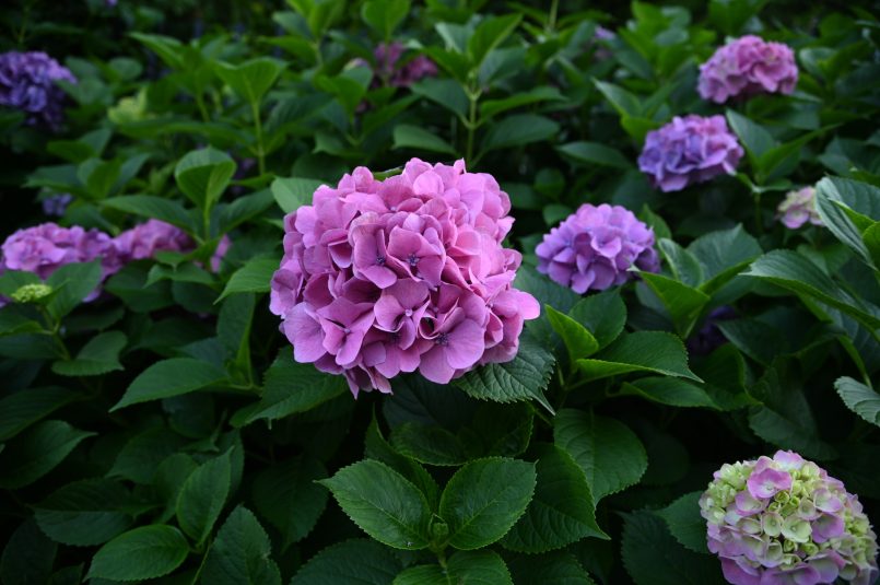 緑の中に紫色に咲く紫陽花